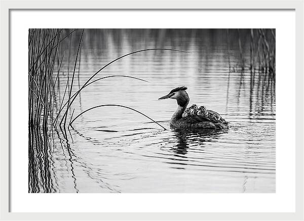 Great Crested Grebe Family