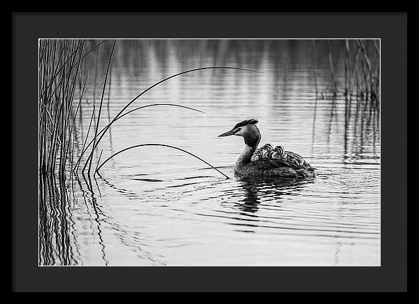 Great Crested Grebe Family