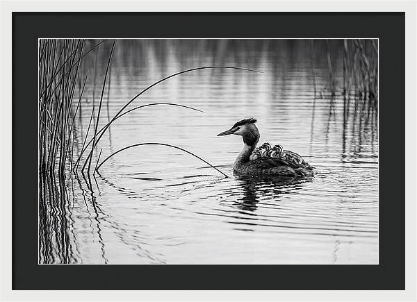 Great Crested Grebe Family