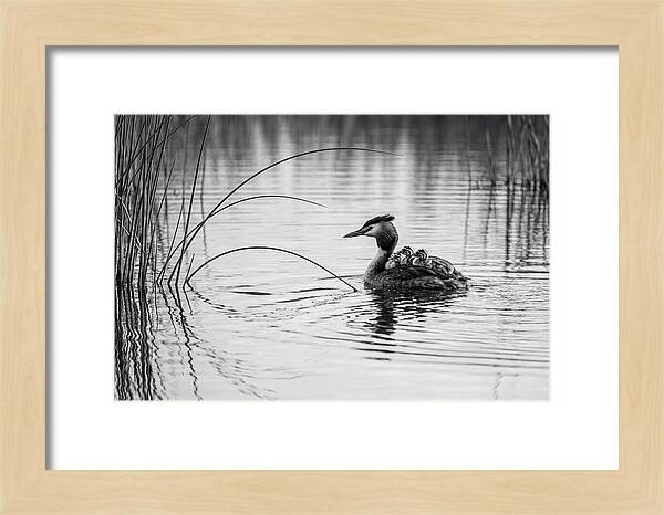 Great Crested Grebe Family
