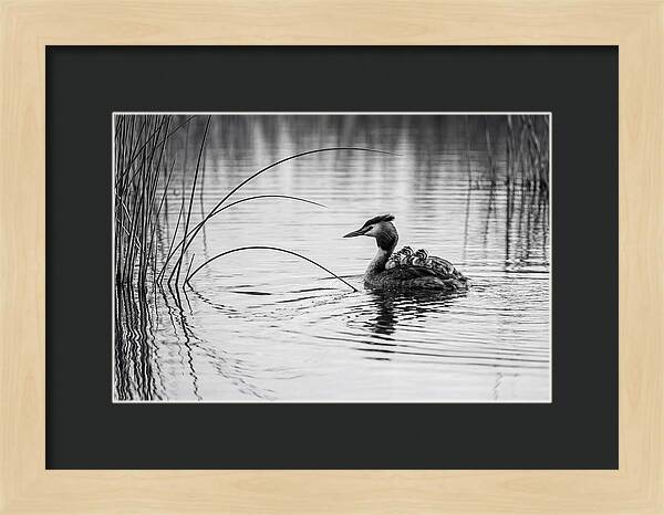 Great Crested Grebe Family