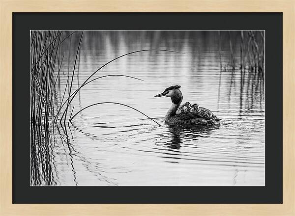 Great Crested Grebe Family
