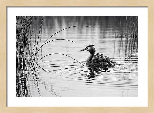 Great Crested Grebe Family