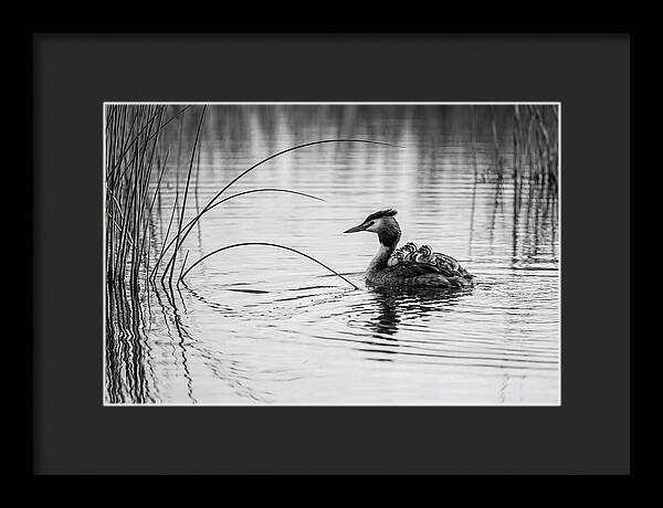 Great Crested Grebe Family