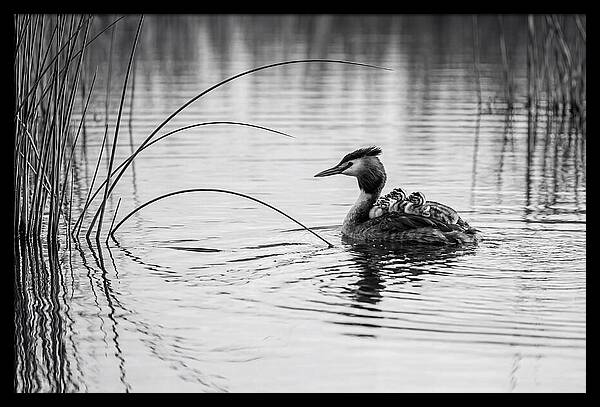 Great Crested Grebe Family