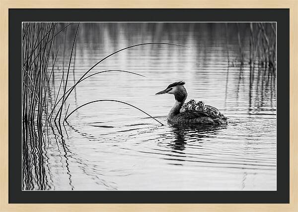Great Crested Grebe Family