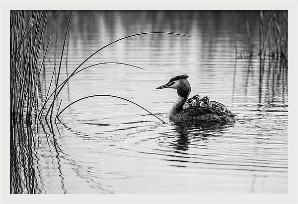 Great Crested Grebe Family