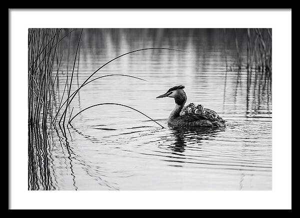 Great Crested Grebe Family