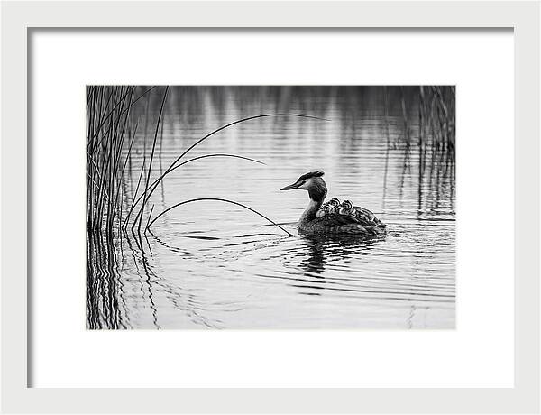 Great Crested Grebe Family