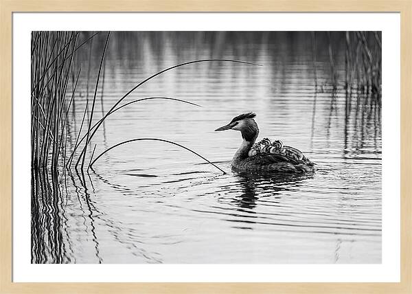 Great Crested Grebe Family