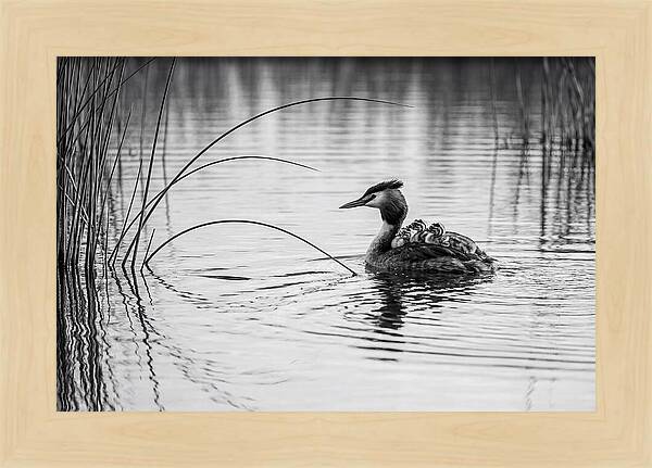 Great Crested Grebe Family