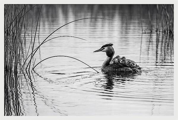 Great Crested Grebe Family