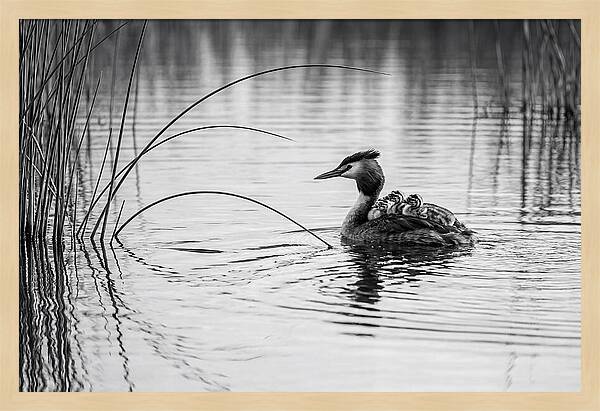 Great Crested Grebe Family