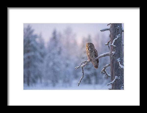 Great Gray Owl In Winter Serenity