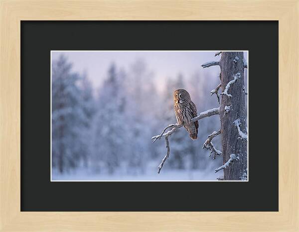 Great Gray Owl In Winter Serenity