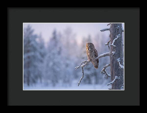 Great Gray Owl In Winter Serenity