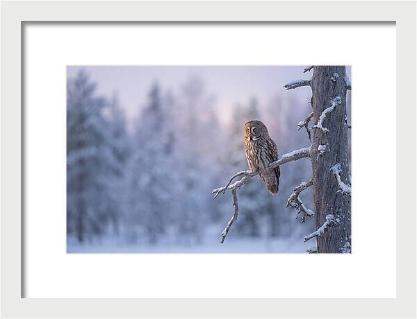 Great Gray Owl In Winter Serenity