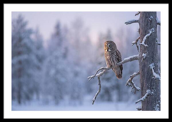 Great Gray Owl In Winter Serenity