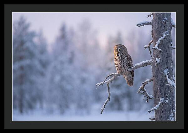 Great Gray Owl In Winter Serenity