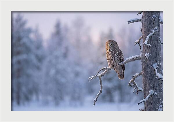 Great Gray Owl In Winter Serenity