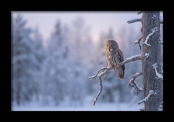 Great Gray Owl In Winter Serenity