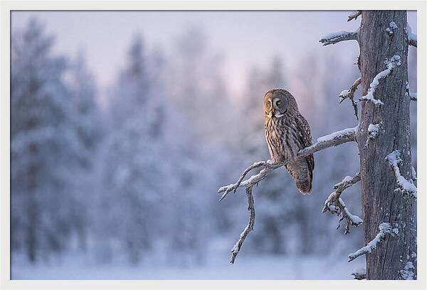 Great Gray Owl In Winter Serenity