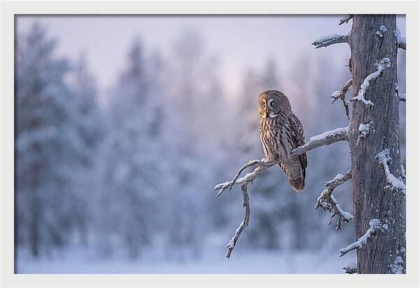 Great Gray Owl In Winter Serenity