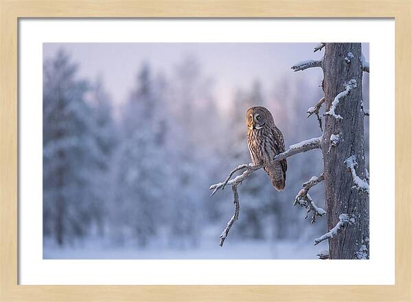 Great Gray Owl In Winter Serenity