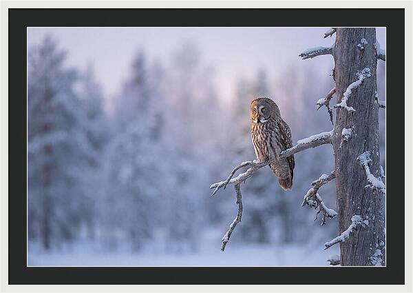 Great Gray Owl In Winter Serenity