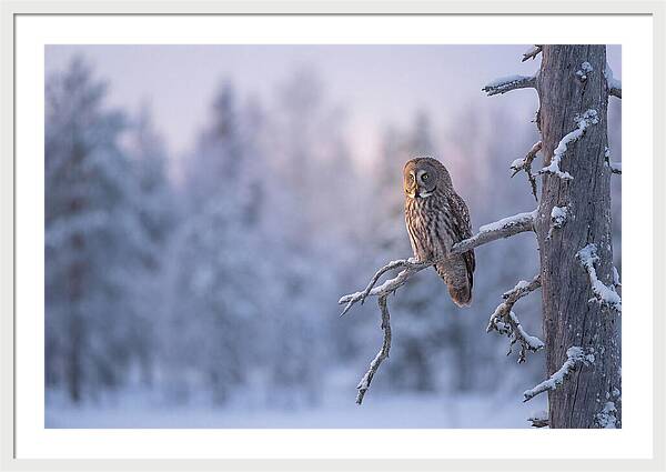 Great Gray Owl In Winter Serenity