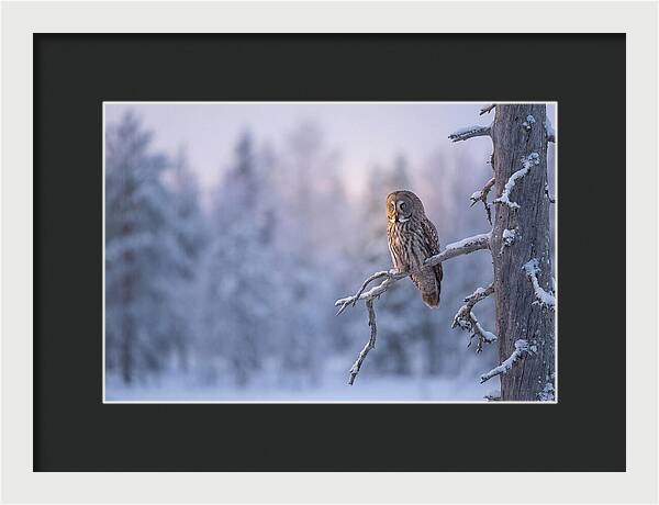 Great Gray Owl In Winter Serenity