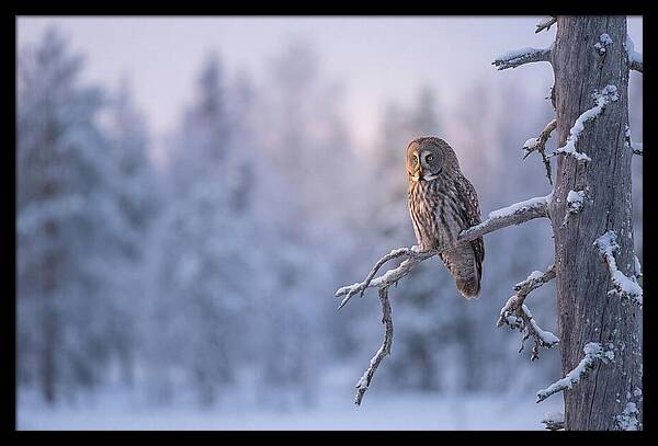 Great Gray Owl In Winter Serenity
