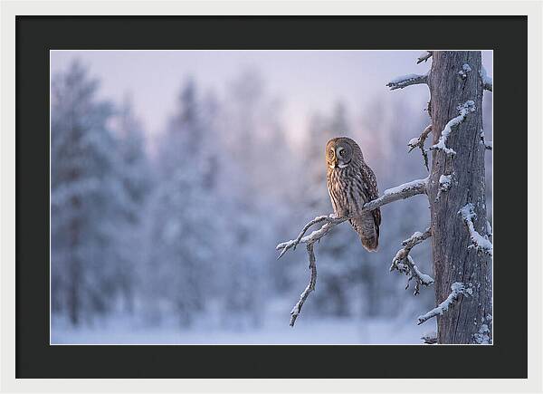Great Gray Owl In Winter Serenity