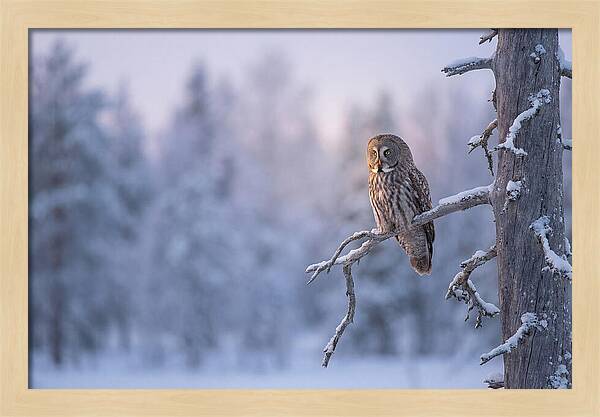 Great Gray Owl In Winter Serenity
