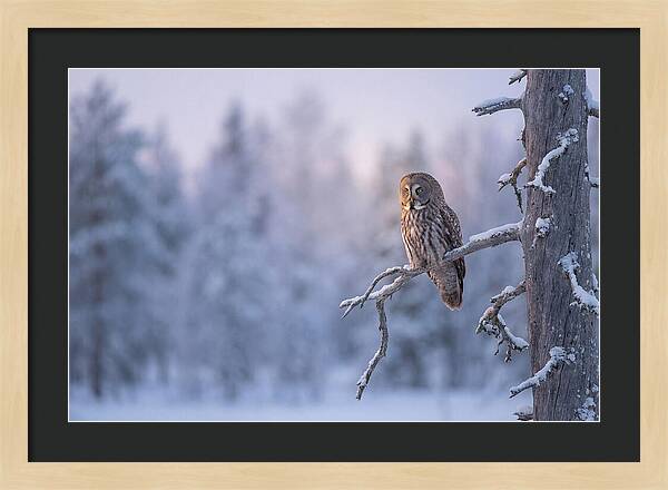 Great Gray Owl In Winter Serenity