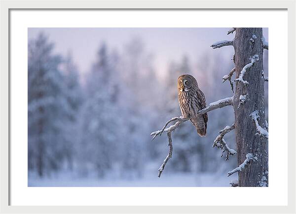 Great Gray Owl In Winter Serenity