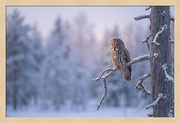 Great Gray Owl In Winter Serenity