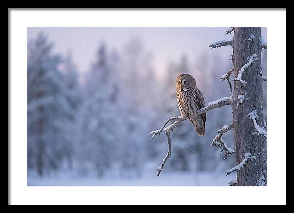 Great Gray Owl In Winter Serenity