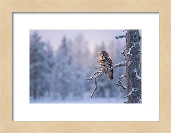 Great Gray Owl In Winter Serenity