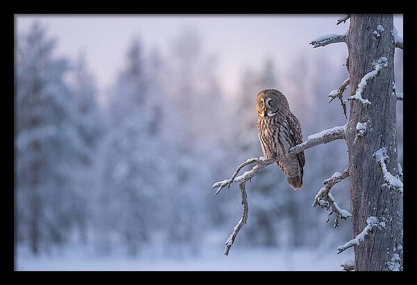 Great Gray Owl In Winter Serenity