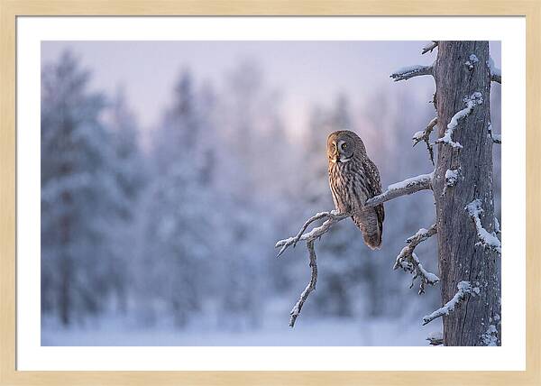 Great Gray Owl In Winter Serenity