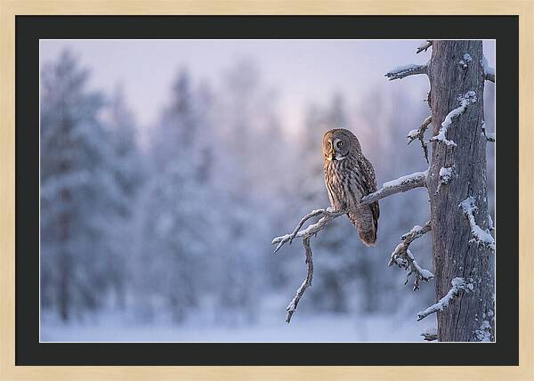 Great Gray Owl In Winter Serenity