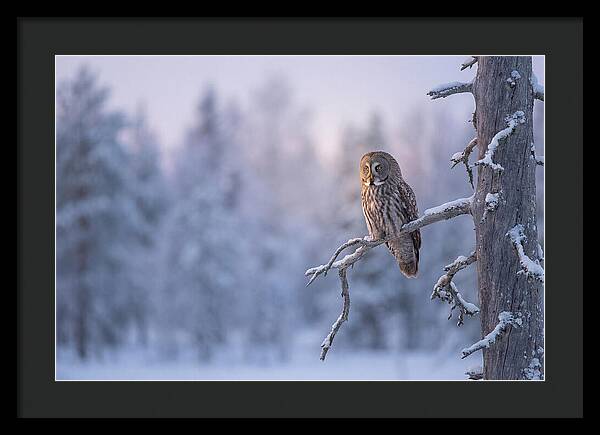 Great Gray Owl In Winter Serenity