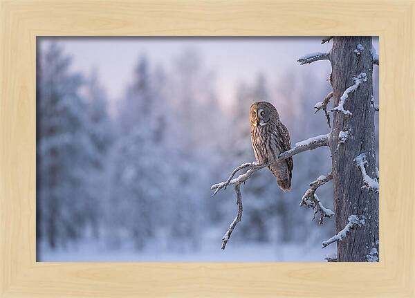 Great Gray Owl In Winter Serenity