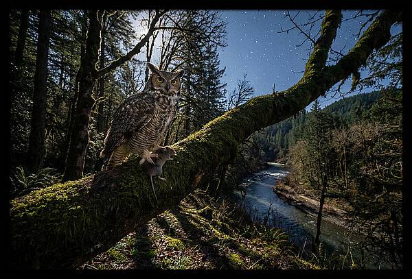 Great Horned Owl At Night