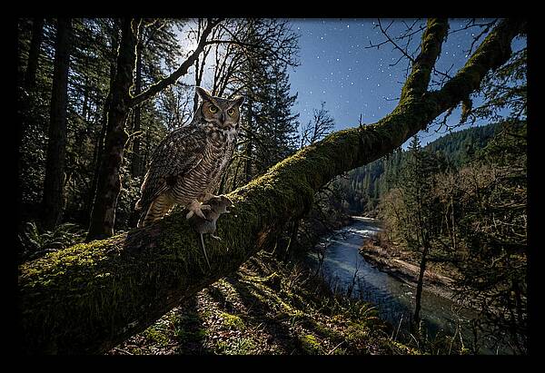 Great Horned Owl At Night