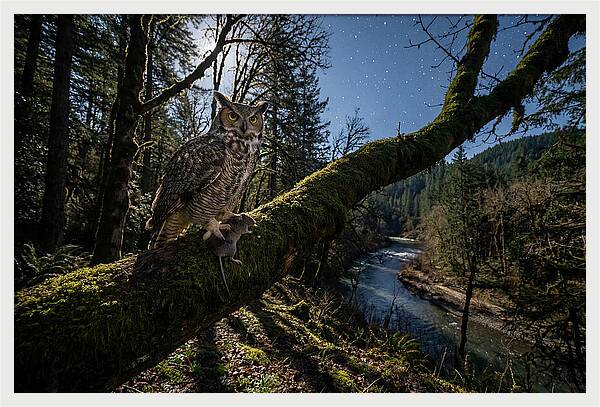 Great Horned Owl At Night