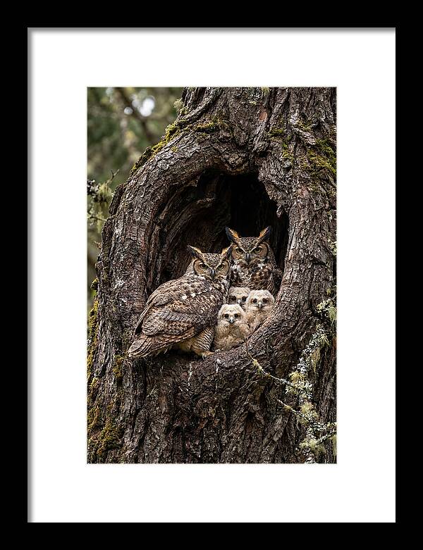 Great Horned Owl Family