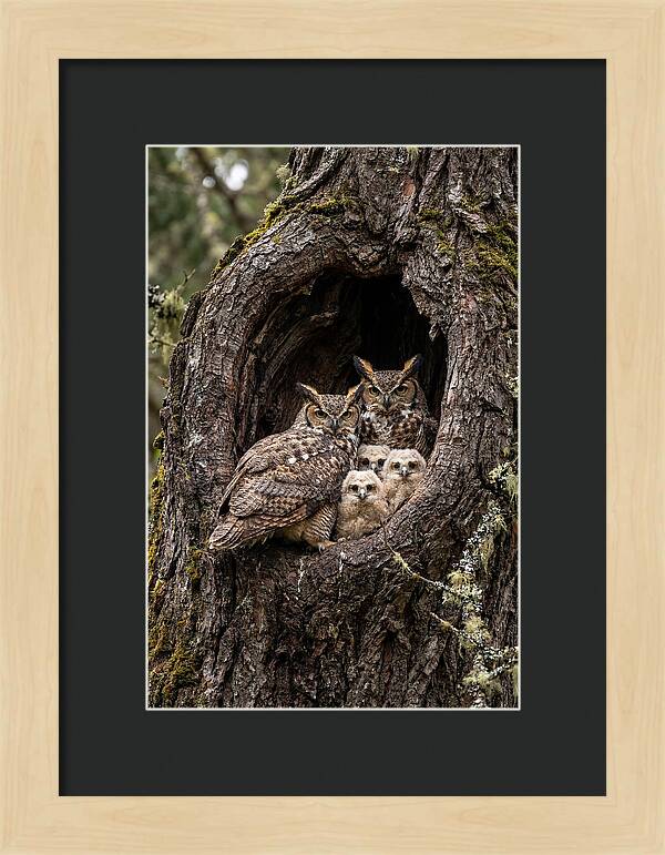 Great Horned Owl Family
