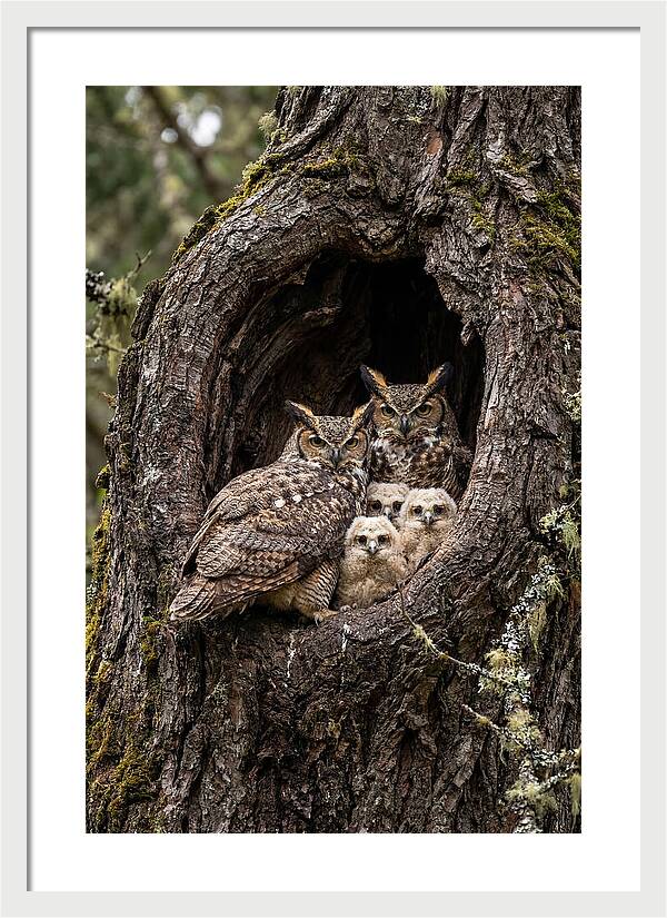 Great Horned Owl Family